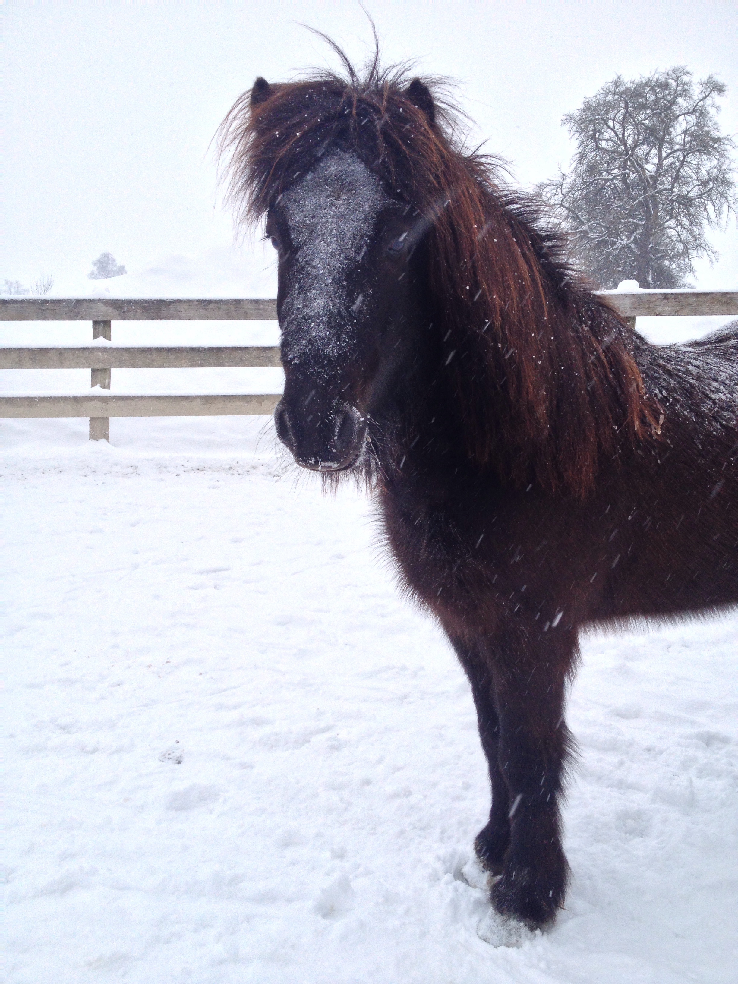 Endlich Schneit Es Image By Laura Frischauf