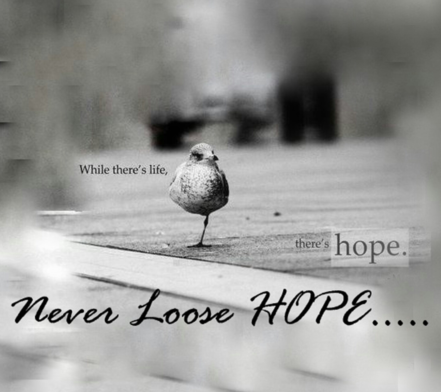 Lose hope. Never lose hope. Don't lose hope image.