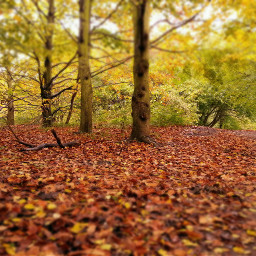 treeporn nature tiltshift autumnal